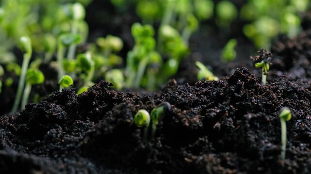 Germination process of a plant sprout growing from soil timelapse showing agriculture cultivation and scientific study of natural plant development and life cycle