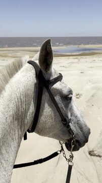 A close-up of a white horse's head observing the deserted beach landscape