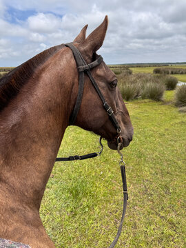 A brown horse's head observing the landscape in the deserted field.
