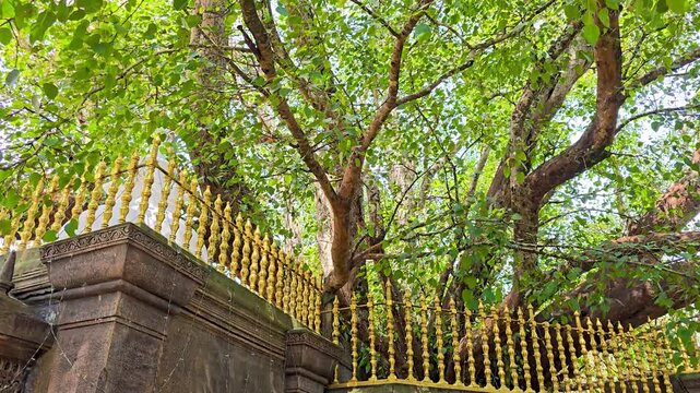 The sacred Jaya Sri Maha Bodhi tree, a revered pilgrimage site in Anuradhapura, Sri Lanka. One of the oldest historically documented trees with deep significance in Buddhism.