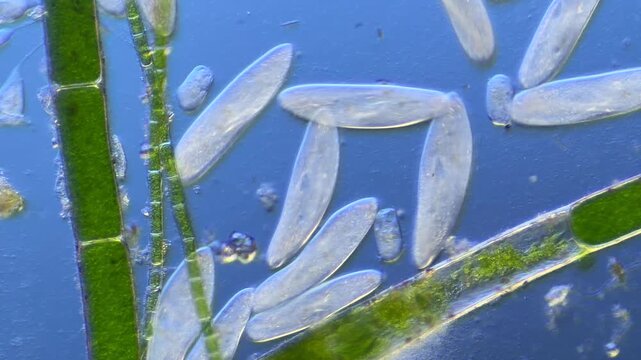 Numerous microorganisms under the microscope