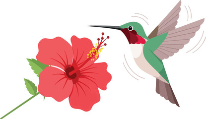 Obraz premium Hummingbird Feeding on Hibiscus Flower Nectar.