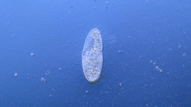 Paramecium and other microorganisms under the microscope at 100x Magnification