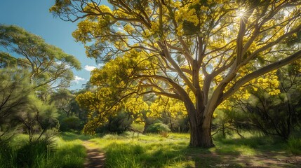 Fototapeta premium Sunlit golden wattle tree in a lush Australian landscape