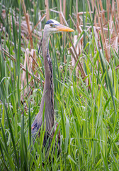 great blue heron hunting in the reeds