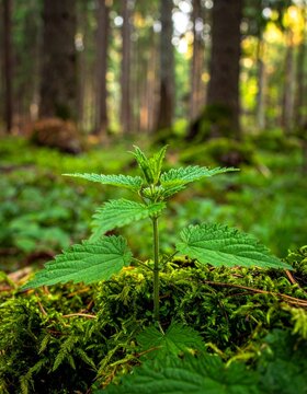 Close-up of nettle plant growing in mossy forest, with blurred background