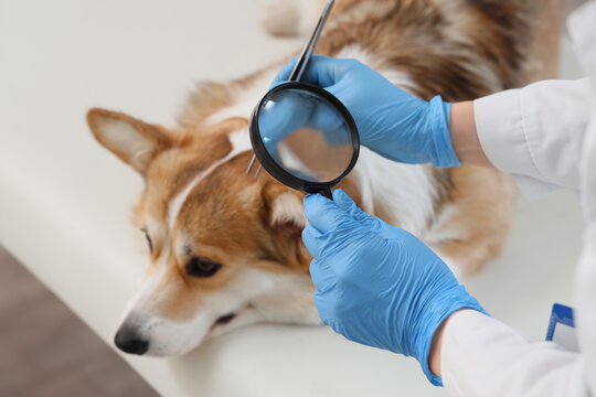 Veterinarian examining hair of dog in clinic