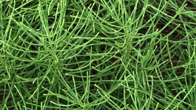 Green natural background of thin trembling branches of horsetail, zoom out