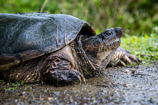 snapping turtle migrating for nesting close-up