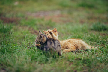 Kittens playing together in green grass outdoors