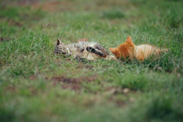 Obraz premium Two cats playing outdoors on green grass
