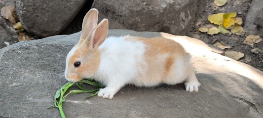 Rabbits in an open zoo.