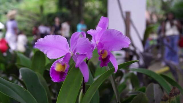 Flore orqu&iacute;dea morada