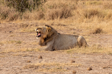 Fototapeta premium Male African lion snarling while laying down in Amboseli National Park in Kenya Africa KEN