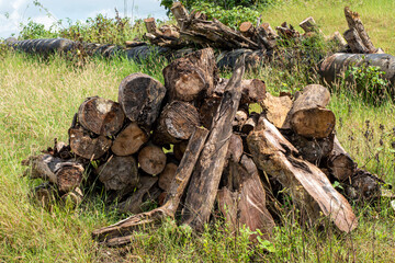 Obraz premium Firewood, wood dried and arranged standing at an angle