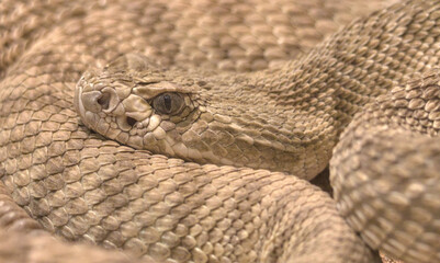 coiled rattlesnake western diamondback rattle reptile snake (sinister venomous poisonous animal)...