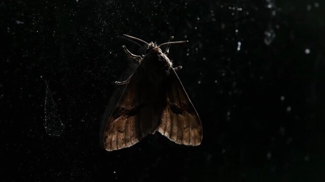 A close-up silhouette of a moth against a dark background.