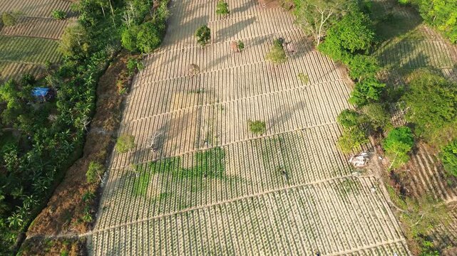 Elevated view revealing the harmonious patterns of cultivated crops and surrounding wild greenery.