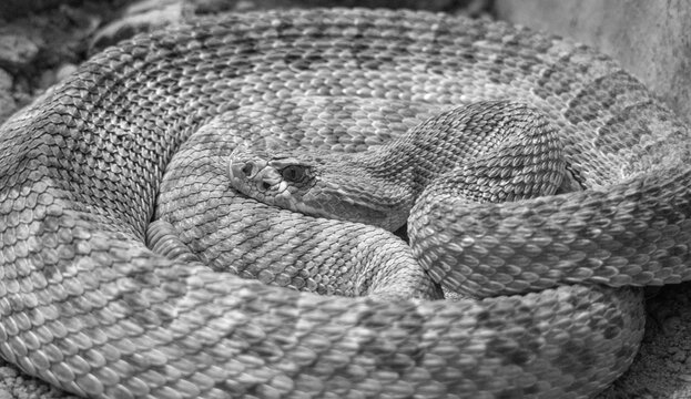 coiled rattlesnake western diamondback rattle reptile snake (sinister venomous poisonous animal) dangerous danger venom poison attack bike fangs beautiful nature hiking hike beware head close up wild