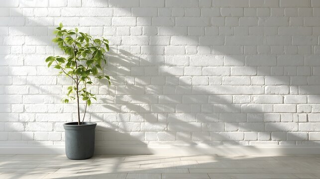 Elegant indoor plant in a dark pot against a white brick wall with sunlight.