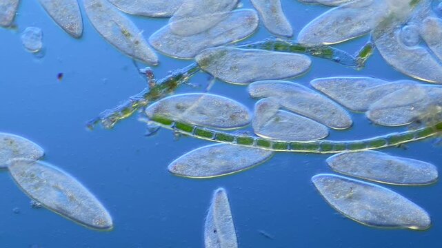 Numerous microorganisms under the microscope