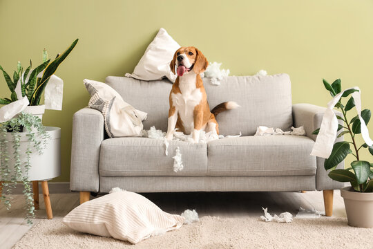 Naughty Beagle dog with torn pillows and toilet paper roll sitting on sofa in messy living room