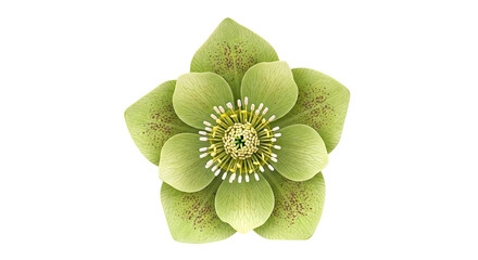 Close-up of a delicate green Hellebore flower with spotted petals