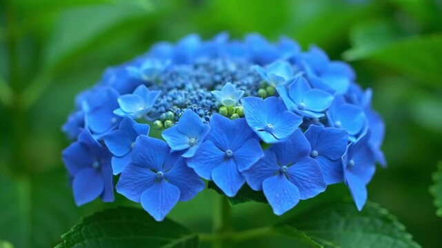 Blooming Hydrangea Cluster with Cinematic Bokeh