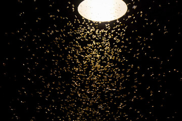 Moths Swarming Around a Light at Night © Anucha