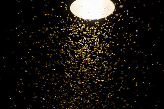 Moths Swarming Around a Light at Night