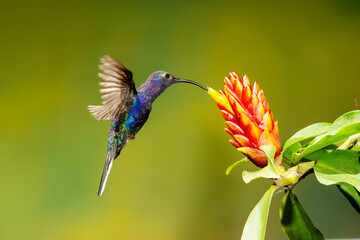 Obraz premium Close-up of a colorful and iridescent hummingbird in the rainforest, flying to collect nectar from a beautiful flower, against a blurred background.