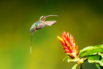 Obraz premium Close-up of a colorful and iridescent hummingbird in the rainforest, flying to collect nectar from a beautiful flower, against a blurred background.