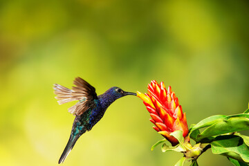 Obraz premium Close-up of a colorful and iridescent hummingbird in the rainforest, flying to collect nectar from a beautiful flower, against a blurred background.