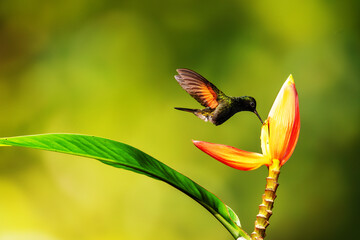 Obraz premium Close-up of a colorful and iridescent hummingbird in the rainforest, flying to collect nectar from a beautiful flower, against a blurred background.