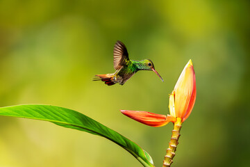 Obraz premium Close-up of a colorful and iridescent hummingbird in the rainforest, flying to collect nectar from a beautiful flower, against a blurred background.