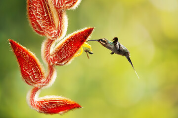 Obraz premium Close-up of a colorful and iridescent hummingbird in the rainforest, flying to collect nectar from a beautiful flower, against a blurred background.