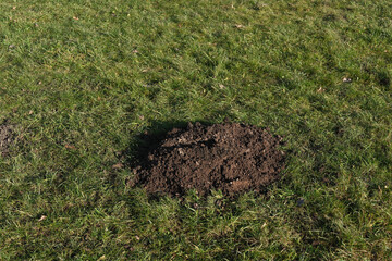 Molehill on Green Grass, Garden Detail, Natural Outdoor Scene