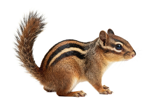 Eastern Chipmunk (Tamias striatus) on White Background