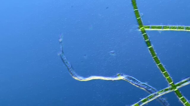 Paramecium and other microorganisms under the microscope at 100x Magnification