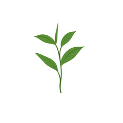 Fototapeta premium Green tea leaf illustration. Tea leaf plant. Tea plantation. Tea leaf flat design. Green tea leaf plant vector