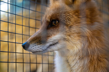 Fototapeta premium Red fox behind protective fencing, Contemplative fox gazing through wire mesh, Calm fox with amber eyes behind enclosures