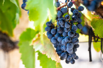 Obraz premium Fresh blue grapes basking in sunshine, Abundant blue grapes hanging on vine illuminated by morning sunlight and dewy freshness