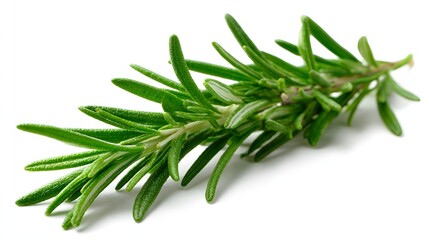 Fototapeta premium Fresh Rosemary Sprig - A Vibrant Culinary Herb on White Background.