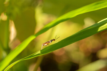 Fototapeta premium Long legged fly perched on green grass blade outdoors, macro close up with bokeh