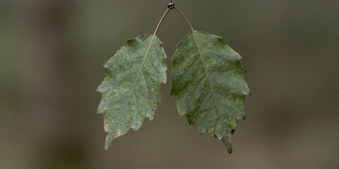 Two forest green leaves cast in bronze, hanging from a thin wire &mdash; representing permanence of nature, memory held in balance.
