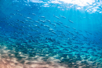Large school of Australian salmon swimming in clear blue underwater light near the sandy seabed in Sydney, New South Wales, Australia. © Gary