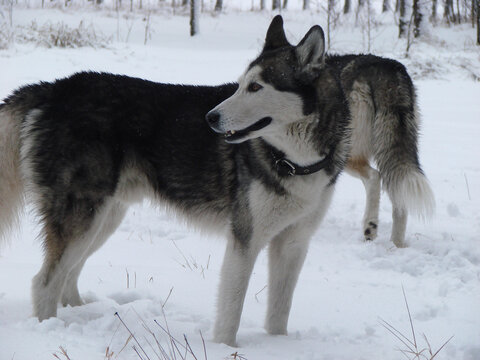 siberian husky in snow