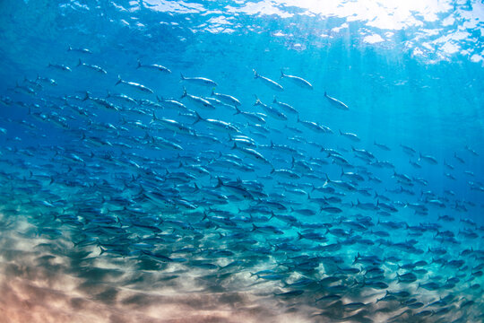Large school of Australian salmon swimming in clear blue underwater light near the sandy seabed in Sydney, New South Wales, Australia.