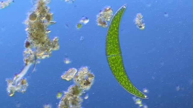 Paramecium and Closterium under the microscope at 100x Magnification