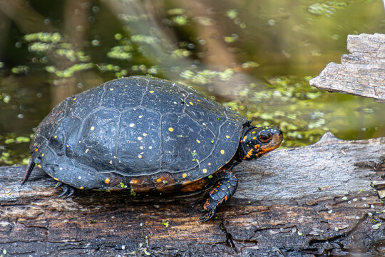 spotted turtle